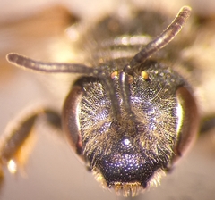 Halictus simplex
