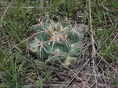 Coryphantha pycnacantha