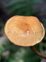 Phaeomarasmius proximans