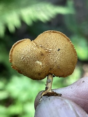 Phaeomarasmius proximans