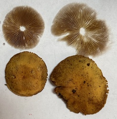 Phaeomarasmius proximans