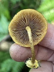 Phaeomarasmius proximans