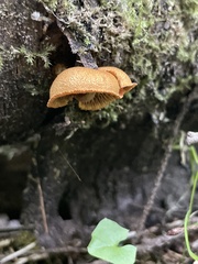 Phaeomarasmius proximans