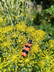 Trichodes crabroniformis