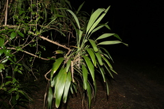 Cordyline petiolaris