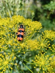 Trichodes crabroniformis