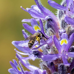 Dufourea novaeangliae