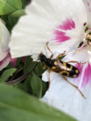 Xestoleptura