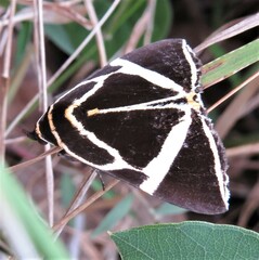 Fodina ostorius