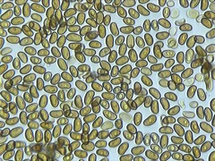 Phaeomarasmius proximans