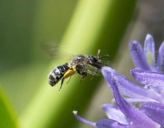 Dufourea novaeangliae