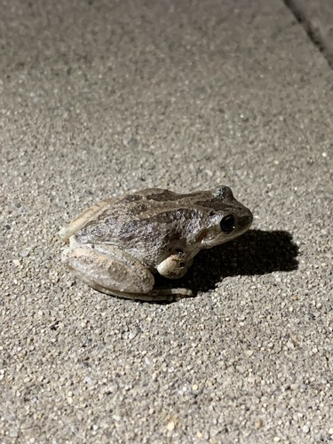 iNaturalist observation photo of Pacific chorus frog