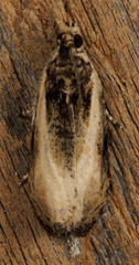 Olethreutes punctanum