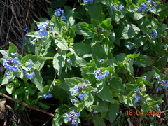 Brunnera orientalis