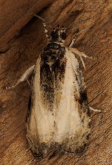 Olethreutes punctanum