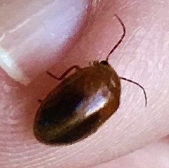 Prionocyphon limbatus