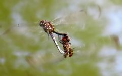 Dythemis velox