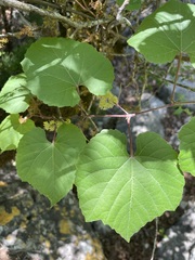 Vitis berlandieri
