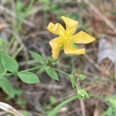Hypericum denticulatum