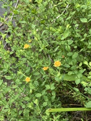 Hypericum denticulatum