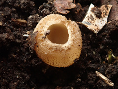 Tarzetta cupularis