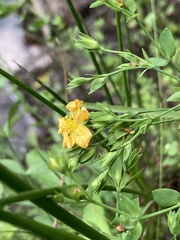 Hypericum denticulatum