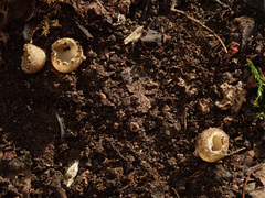 Tarzetta cupularis