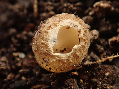 Tarzetta cupularis