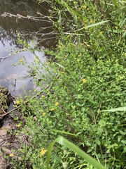 Hypericum denticulatum