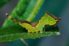 Cerura