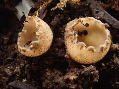 Tarzetta cupularis