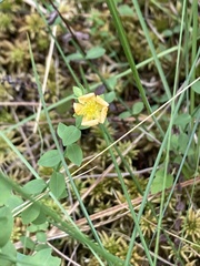 Hypericum denticulatum