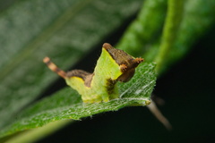 Cerura