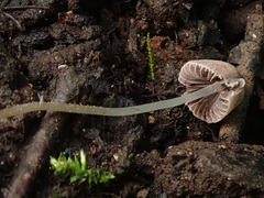 Psathyrella pygmaea