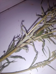 Artemisia