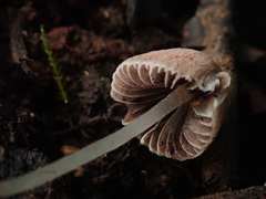 Psathyrella pygmaea