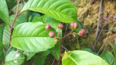 Tetracera indica