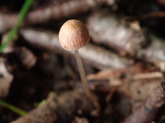 Psathyrella pygmaea