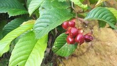 Tetracera indica