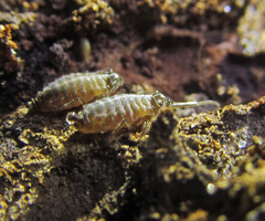Stomaphis quercus