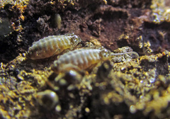 Stomaphis quercus