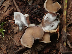 Helvella levis