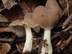 Helvella levis