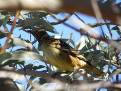 Chlamydera guttata