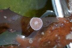 Lithophyllaceae
