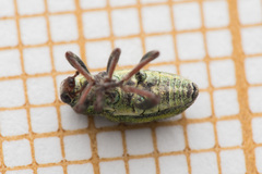Coniatus tamarisci