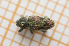 Coniatus tamarisci