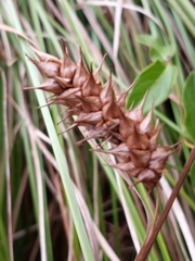 Carex bullata