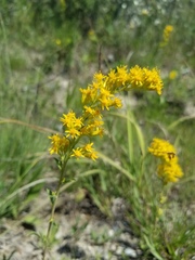 Solidago nemoralis decemflora