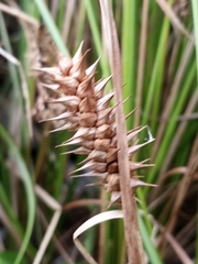 Carex bullata